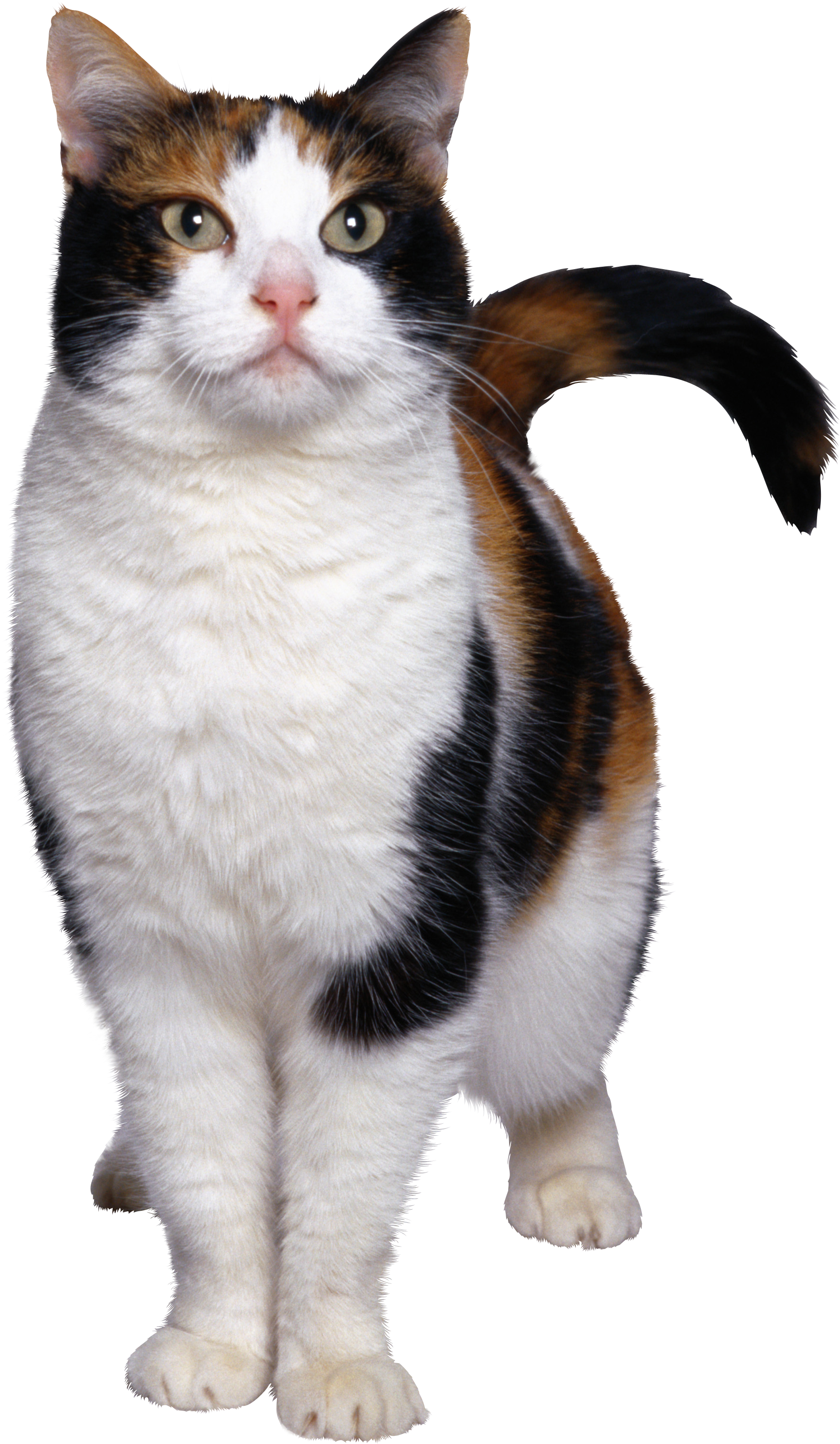 Cat Png Image, Free Download Picture, Kitten - Cat, Transparent background PNG HD thumbnail