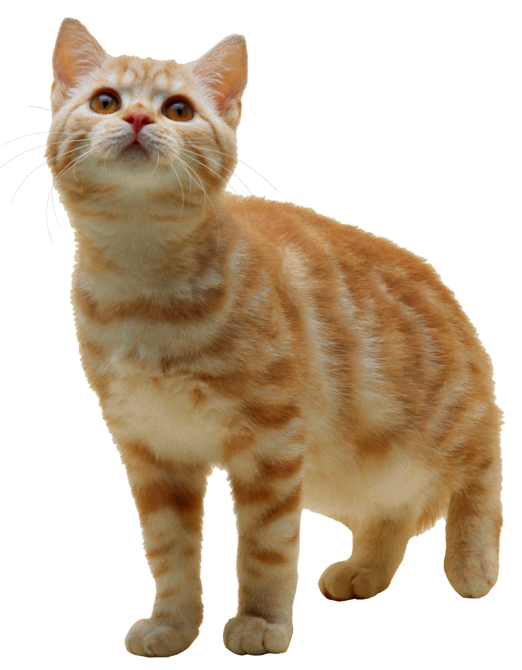 Cat PNG Transparent Image