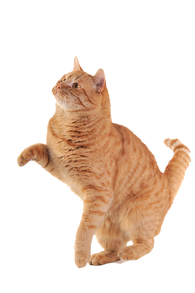 Sitting Yellow Cat Png image 