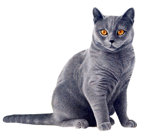 Gray Cat PNG image