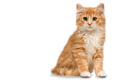 . Hdpng.com File Size: 101 Kb, Mime Type: Image/png) - Cat, Transparent background PNG HD thumbnail