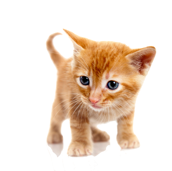 Cat PNG File