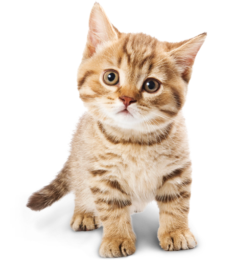 Png File Name: Adorable Cat Png - Cat, Transparent background PNG HD thumbnail