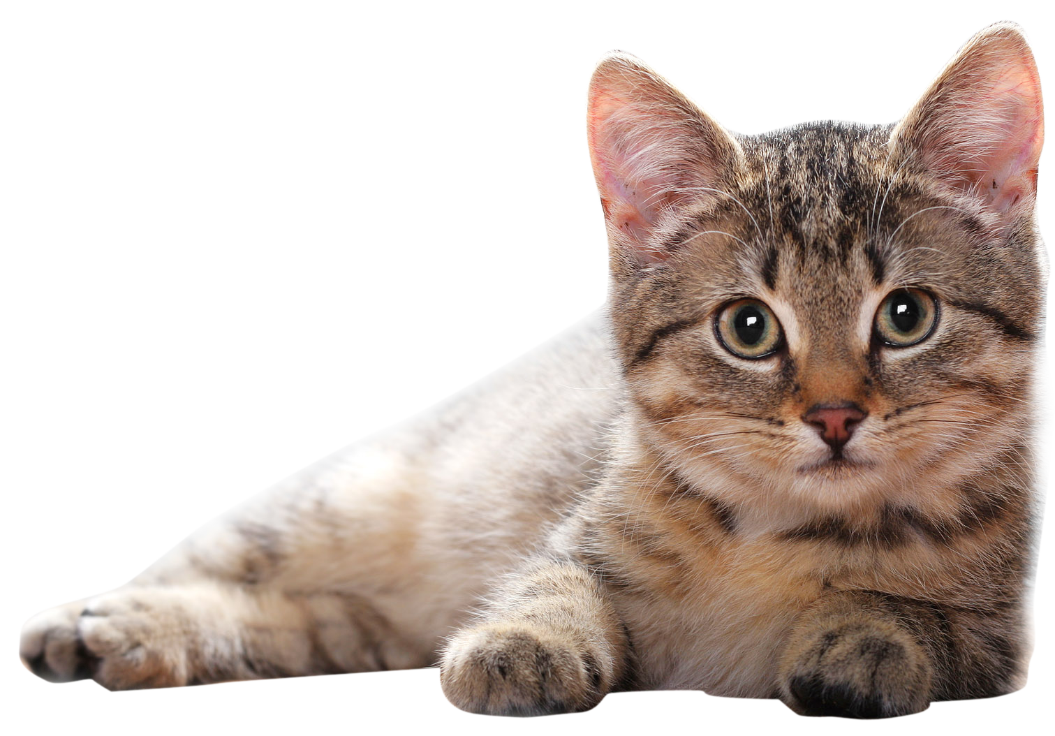 Png File Name: Cat Png Clipart Dimension: 1511X1054. Image Type: .png. Posted On: Aug 15Th, 2016. Category: Animals Tags: Cat - Cat, Transparent background PNG HD thumbnail