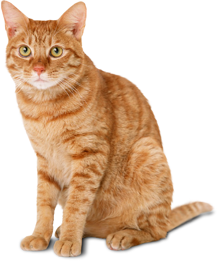Sitting Yellow Cat Png Image #40351 - Cat, Transparent background PNG HD thumbnail