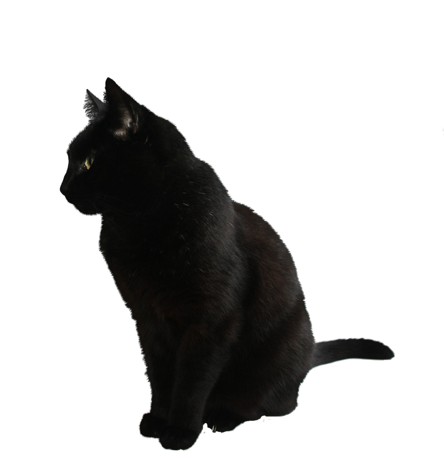 Black Cat Transparent Background - Cat Transparent Background, Transparent background PNG HD thumbnail