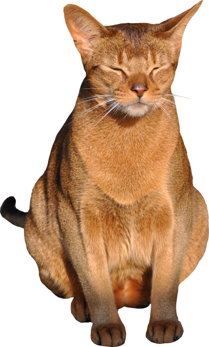 Ginger cat lazing PNG image t