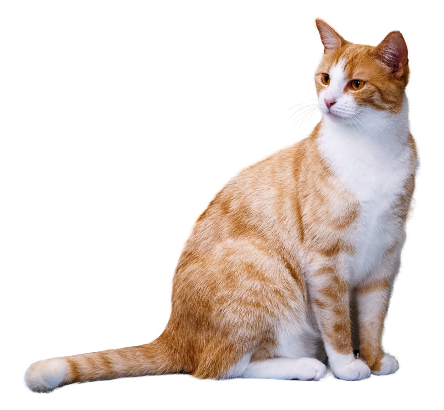 Domestic Cat On A Transparent Background. By Prussiaart Hdpng.com  - Cat Transparent Background, Transparent background PNG HD thumbnail