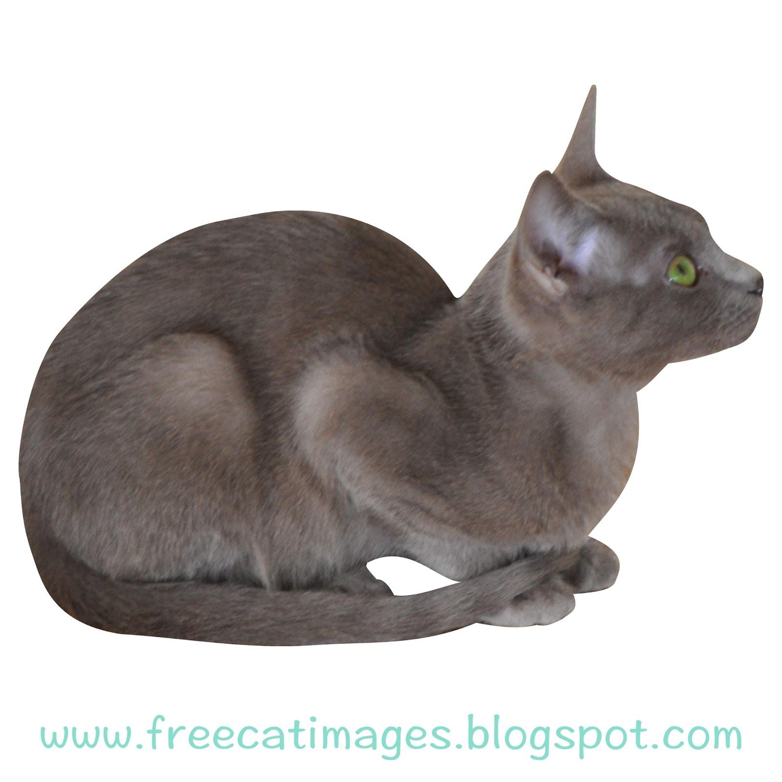 Ginger cat lazing PNG image t