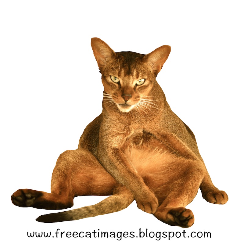 Free Digital Sitting Cat Png With Transparent Background   Freebie - Cat Transparent Background, Transparent background PNG HD thumbnail
