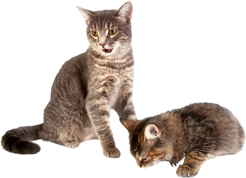 Kitten Transparent Background - Cat Transparent Background, Transparent background PNG HD thumbnail