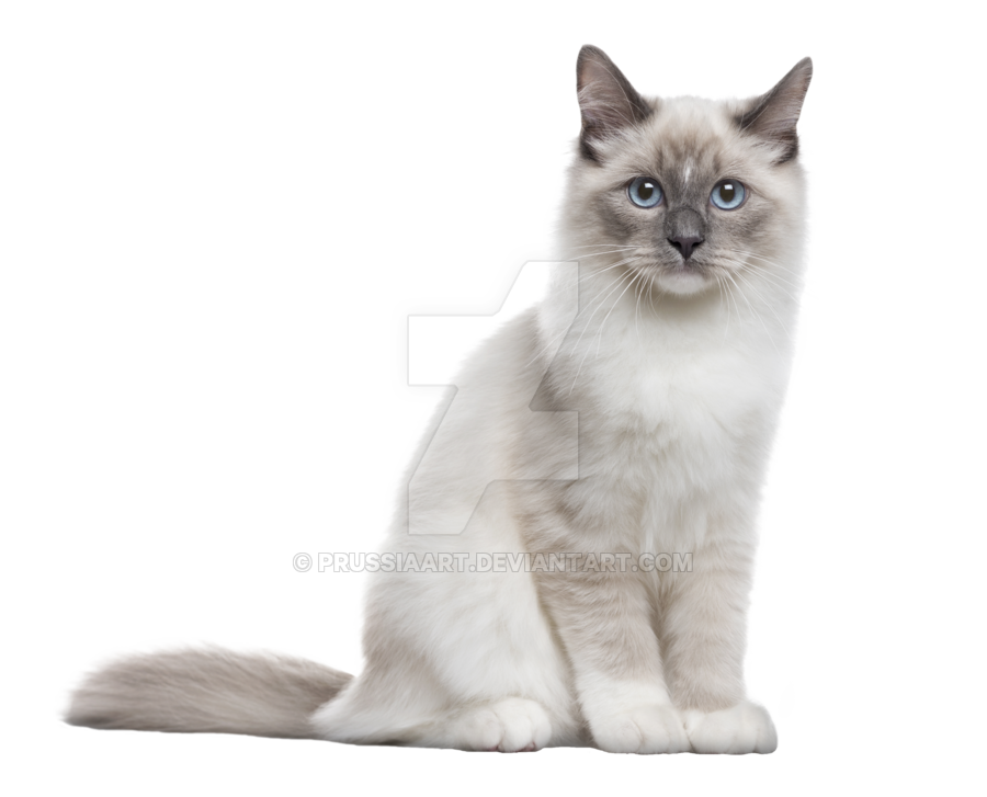 The Cat Sits On A Transparent Background. By Prussiaart Hdpng.com  - Cat Transparent Background, Transparent background PNG HD thumbnail