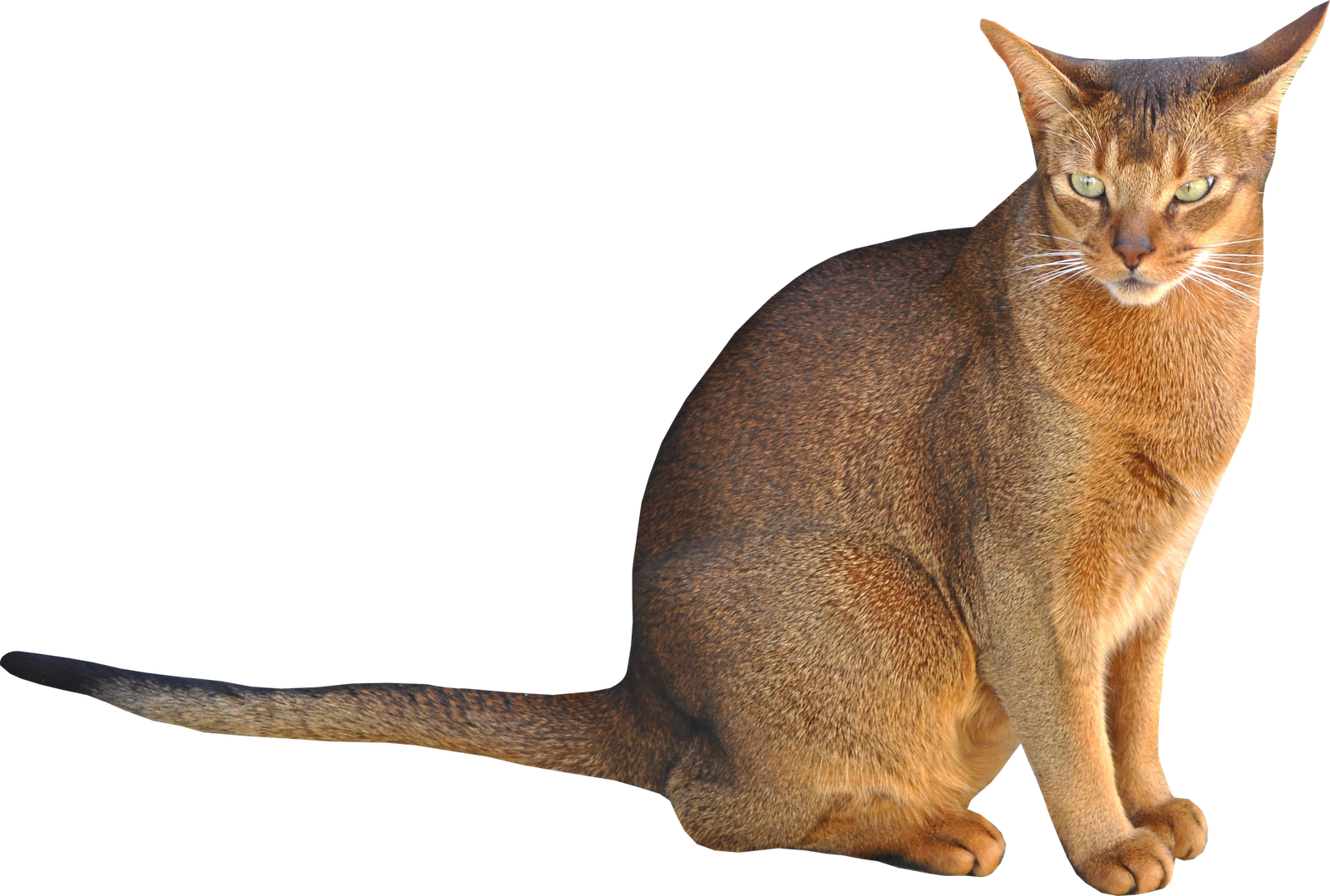 This High Quality Free Png Image Without Any Background Is About Cat, Cats, Animals - Cat Transparent Background, Transparent background PNG HD thumbnail