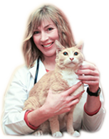 At Cats Exclusive Veterinary Center . - Cat Vet, Transparent background PNG HD thumbnail
