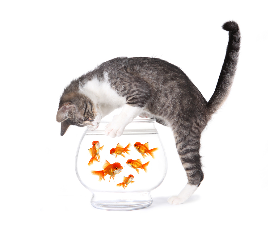 Cat Food Recommendations - Cat Vet, Transparent background PNG HD thumbnail