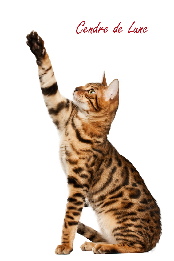 Cat Png By Cendredelune Hdpng.com  - Cat Vet, Transparent background PNG HD thumbnail