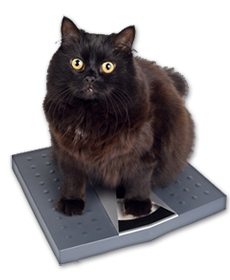 Cat Veterinary Services - Cat Vet, Transparent background PNG HD thumbnail