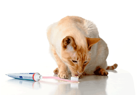 Cat Vet Png - Toothbrush Kitty, Transparent background PNG HD thumbnail