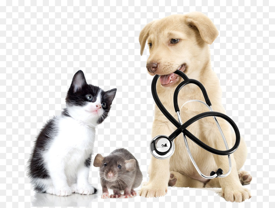 Veterinarian Veterinary Medicine Pet Clinique Vxe9Txe9Rinaire   Cats And Dogs - Cat Vet, Transparent background PNG HD thumbnail