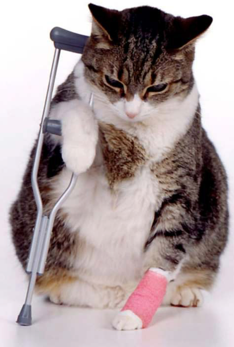 We Cat_Sick_Kitten_Trans.png - Cat Vet, Transparent background PNG HD thumbnail