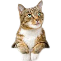 We Have Adoptable Cats Who Are Longing For Their Forever Home! - Cat Vet, Transparent background PNG HD thumbnail