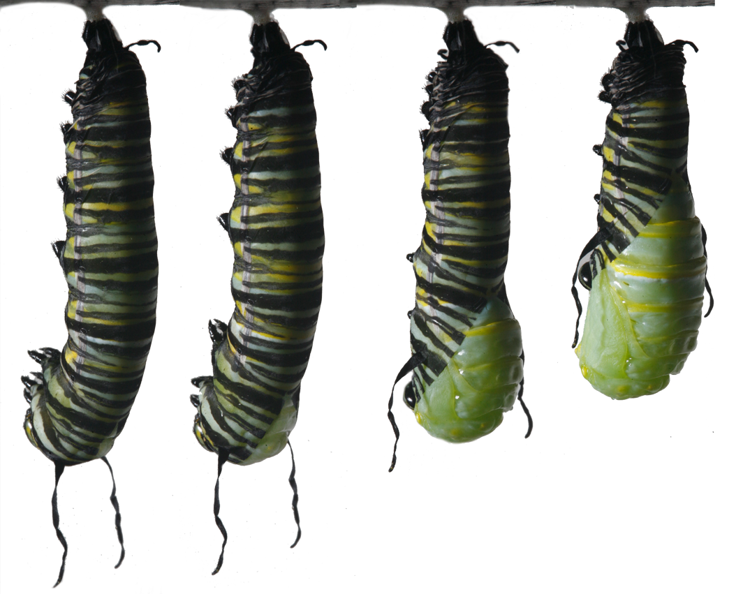 Becoming A Chrysalis - Caterpillar Into Butterfly, Transparent background PNG HD thumbnail