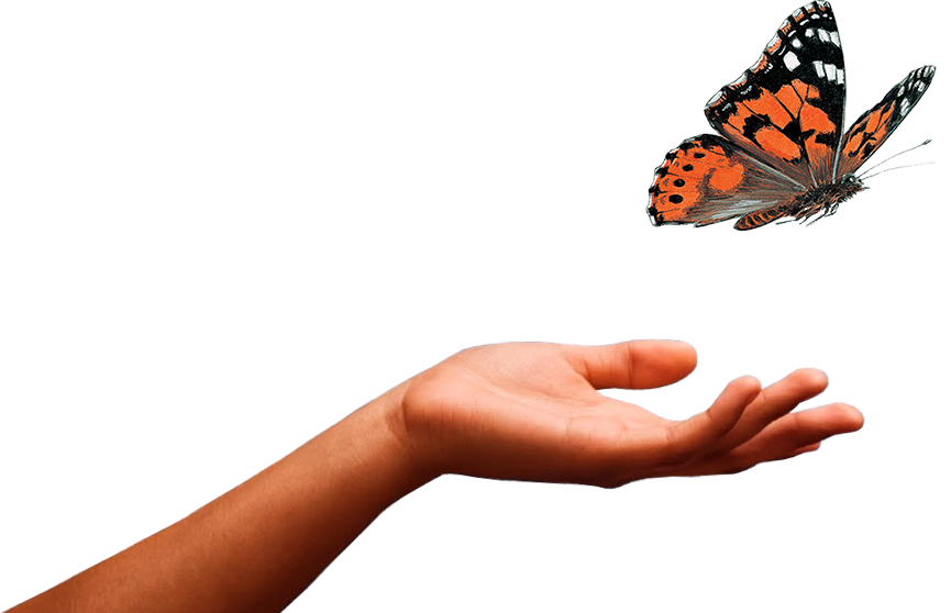 Butterfly - Caterpillar Into Butterfly, Transparent background PNG HD thumbnail