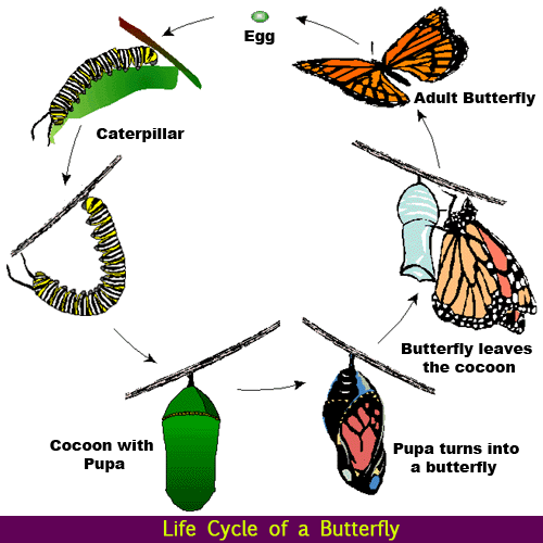 Butterfly Life Cycle - Caterpillar Into Butterfly, Transparent background PNG HD thumbnail