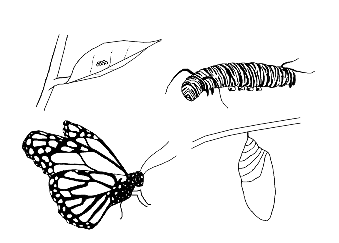 Butterfly Life Cycle Coloring Page - Caterpillar Into Butterfly, Transparent background PNG HD thumbnail