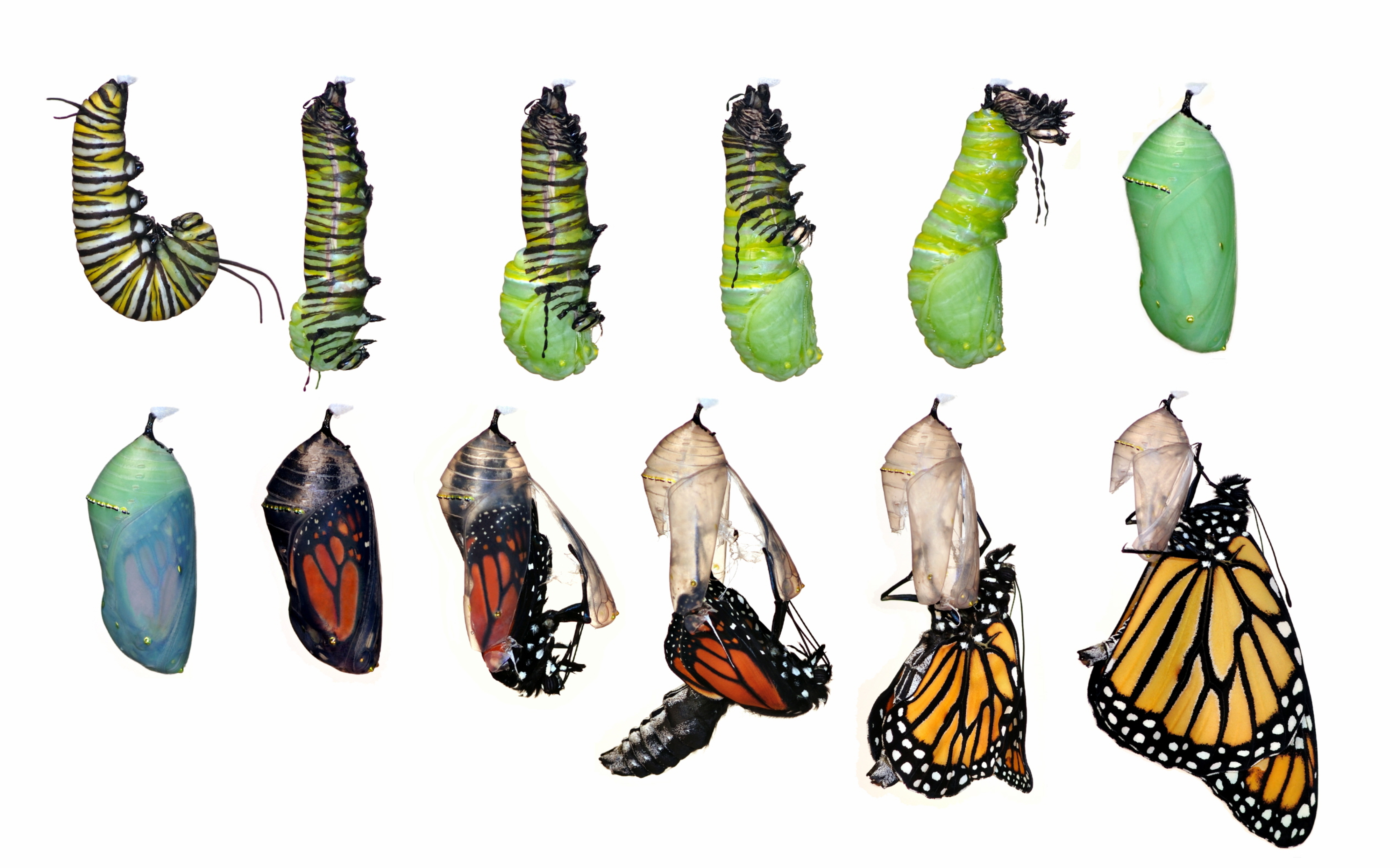 Dreamstime_Xxl_23483934 - Caterpillar Into Butterfly, Transparent background PNG HD thumbnail