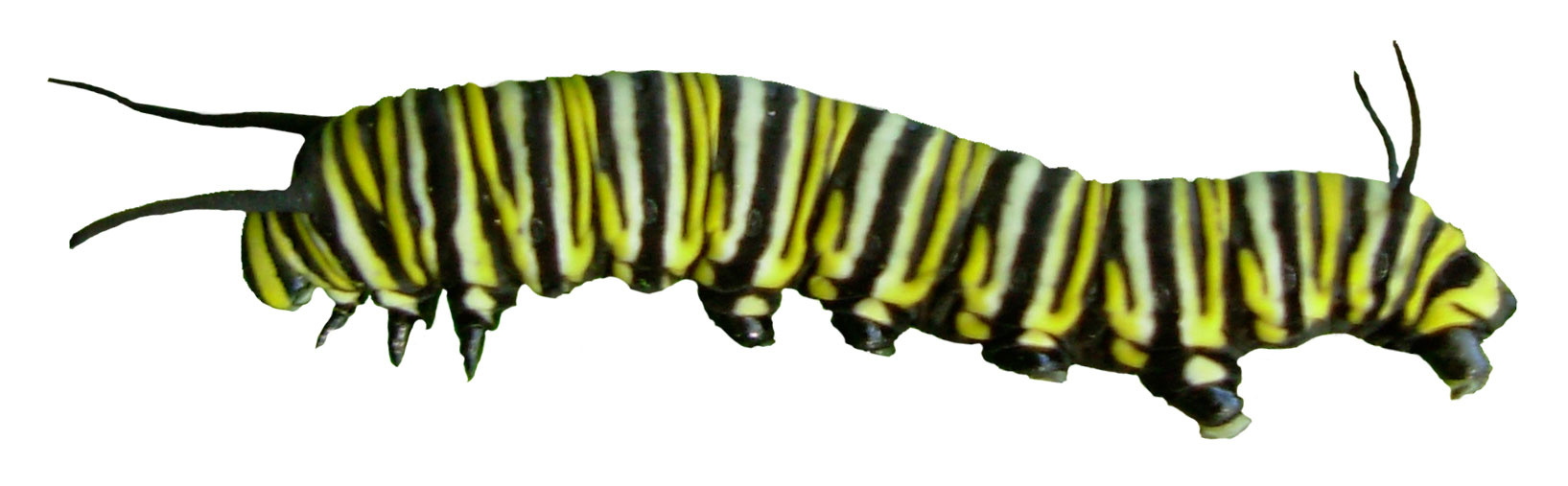 Search - Caterpillar Into Butterfly, Transparent background PNG HD thumbnail