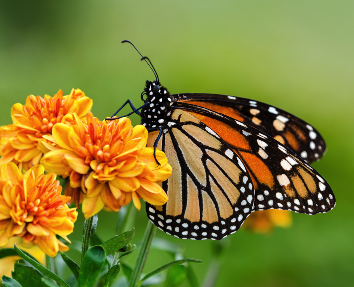 We Have Monarchs Here In Hawaii And Many Of My Students Love Hunting For Caterpillars And Watching Them Transform Into Butterflies. - Caterpillar Into Butterfly, Transparent background PNG HD thumbnail