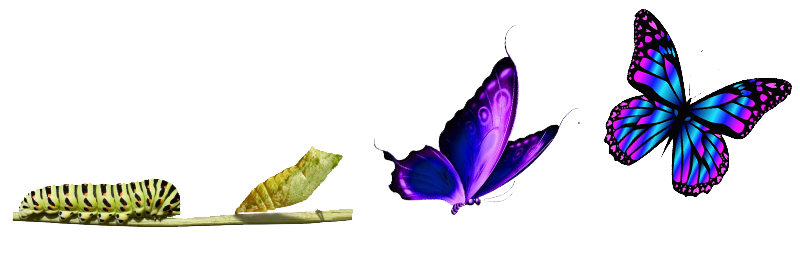 We Know What It Takes In The Incredible Transformation Of A Caterpillar Into A Beautiful Butterfly, We Hone Your Brand And Evolve It Into Something Truly Hdpng.com  - Caterpillar Into Butterfly, Transparent background PNG HD thumbnail