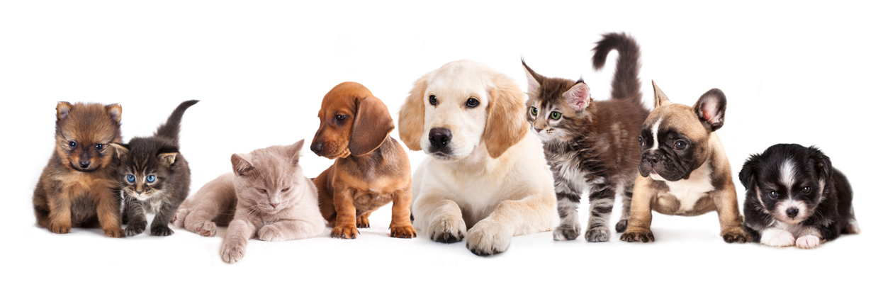 Cats And Dogs Png Hd Hdpng.com 1246 - Cats And Dogs, Transparent background PNG HD thumbnail