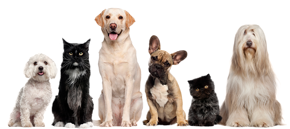 Cats And Dogs Png Hd Hdpng.com 990 - Cats And Dogs, Transparent background PNG HD thumbnail