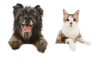 Adoption Pets - Cats And Dogs, Transparent background PNG HD thumbnail