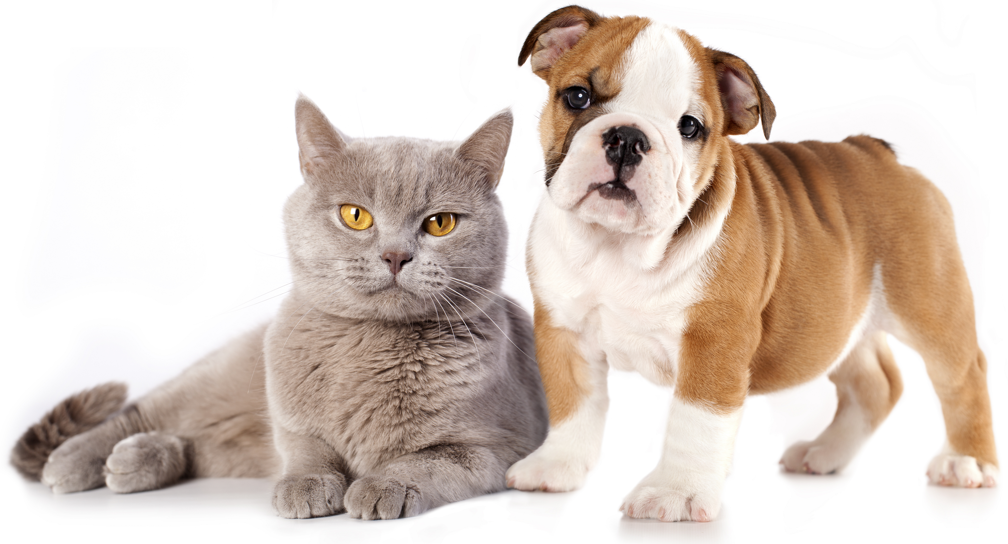 As You Know Annual Booster Vaccinations Are Key To Your Petu0027S Health And Can Protect Against A Number Of Life Threatening Diseases. - Cats And Dogs, Transparent background PNG HD thumbnail