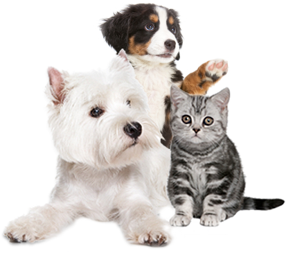Avery Animal Hospital Dogs And Cats - Cats And Dogs, Transparent background PNG HD thumbnail