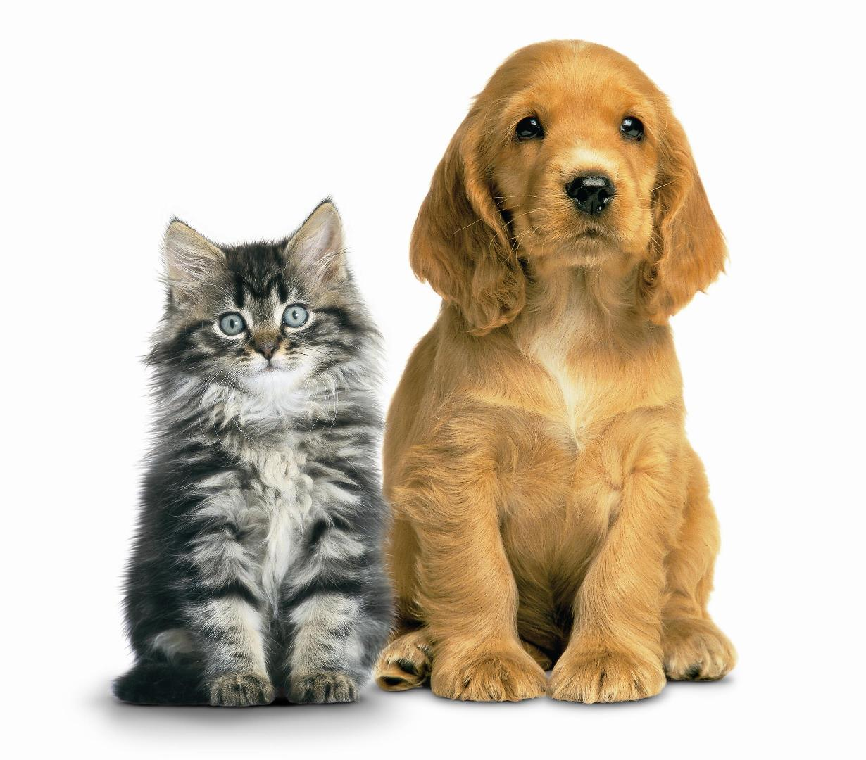 Ca38D4A.png   Puppy Png Hd - Cats And Dogs, Transparent background PNG HD thumbnail
