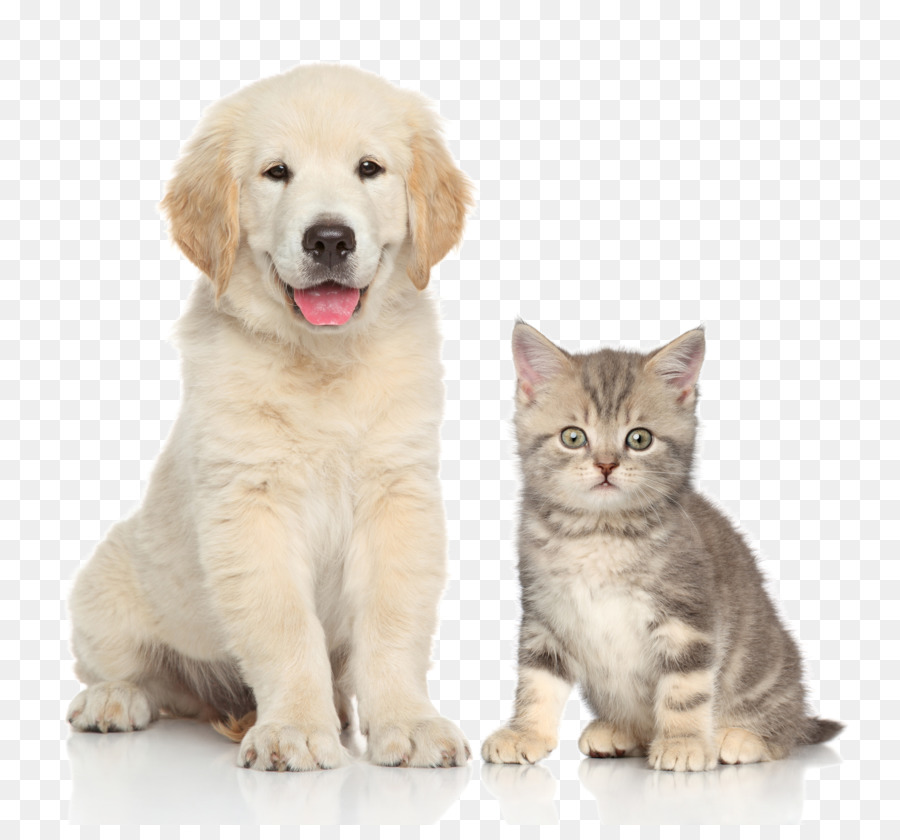 Dog Cat Kitten Pet Sitting   Pet Cat And Dog - Cats And Dogs, Transparent background PNG HD thumbnail