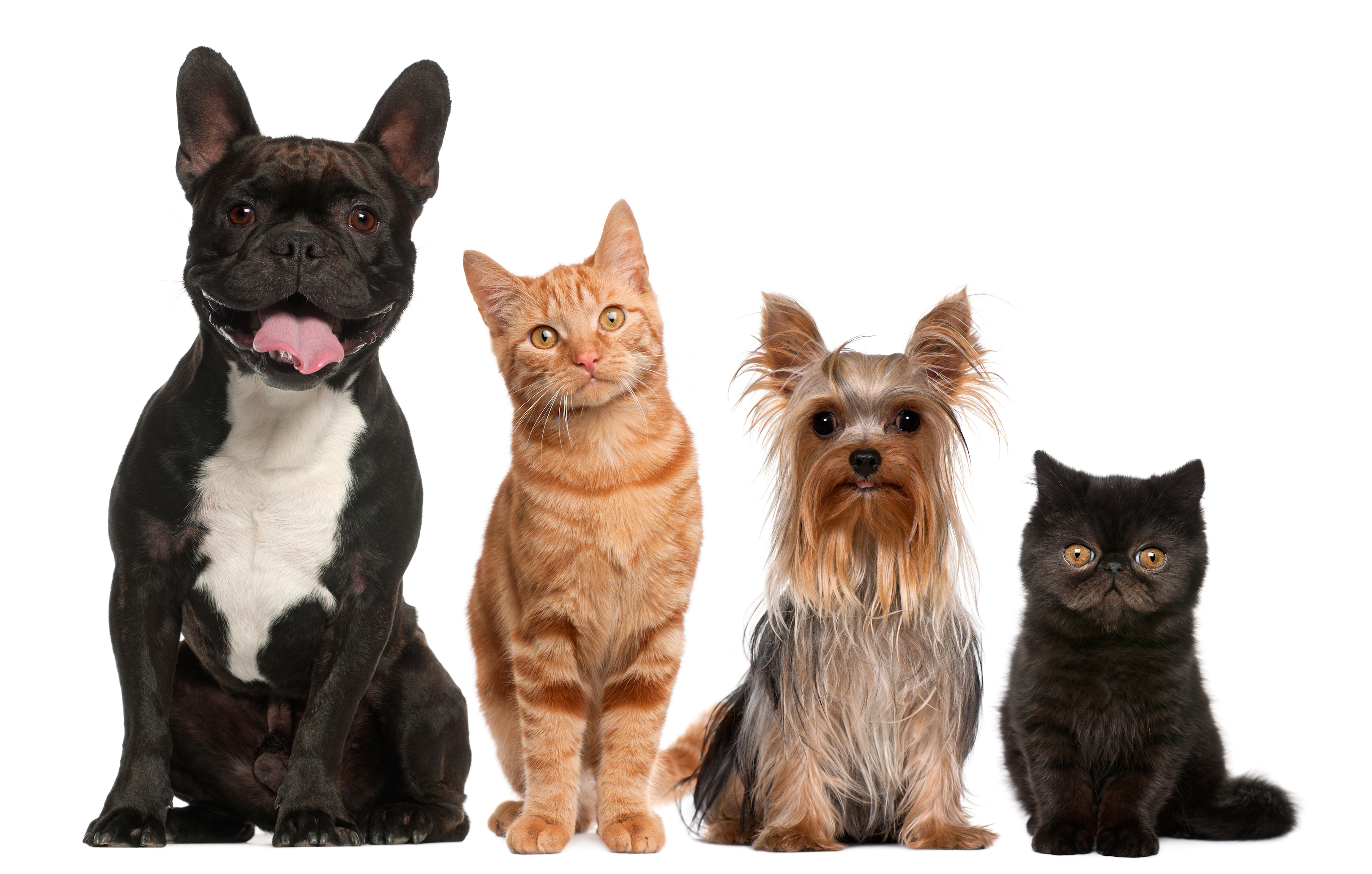 Family Pets - Cats And Dogs, Transparent background PNG HD thumbnail