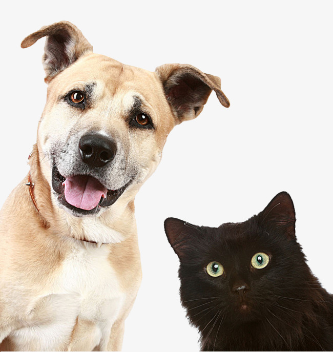 Pictures Of Dogs And Cats, Dog, Cat, Animal Png Image And Clipart - Cats And Dogs, Transparent background PNG HD thumbnail