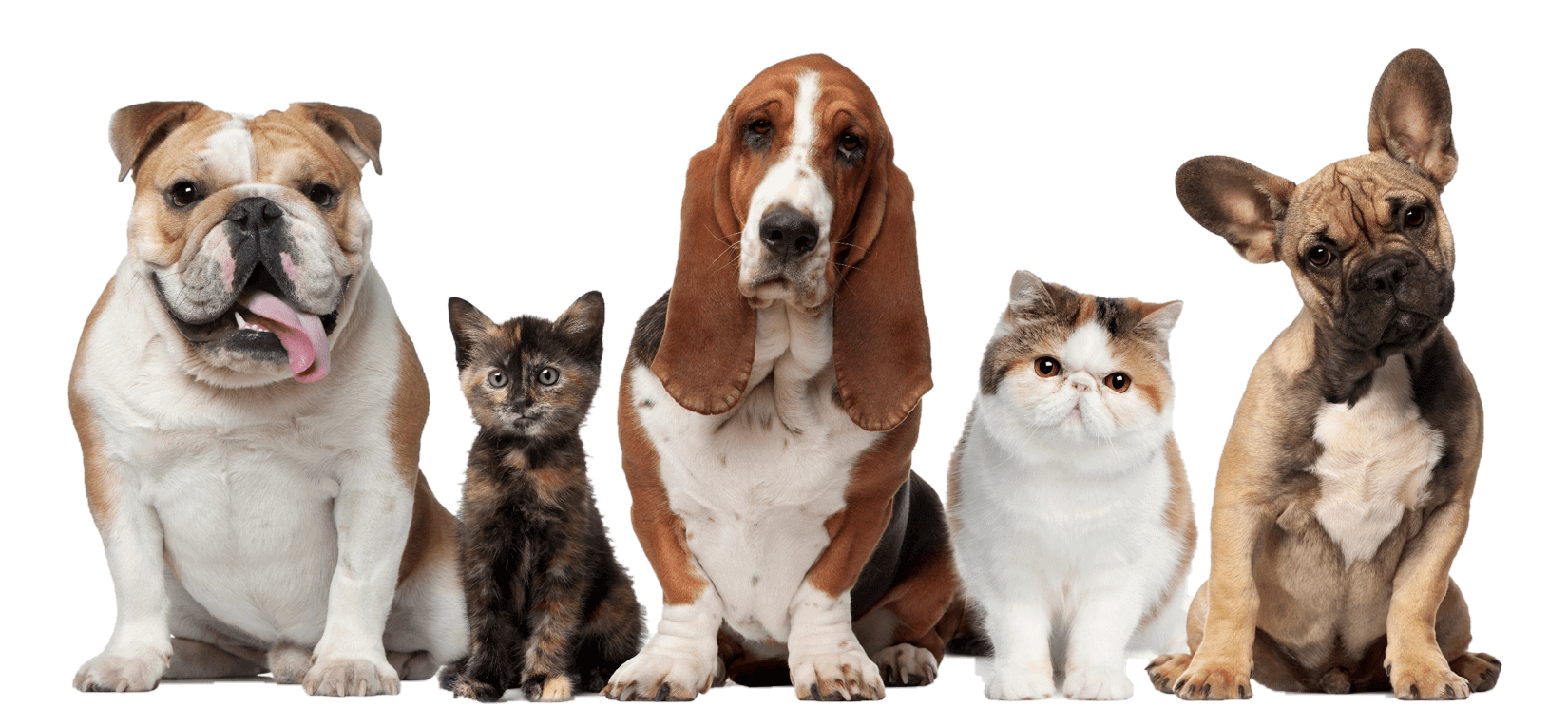 Seasonal Allergies In Dogs And Cats - Cats And Dogs, Transparent background PNG HD thumbnail