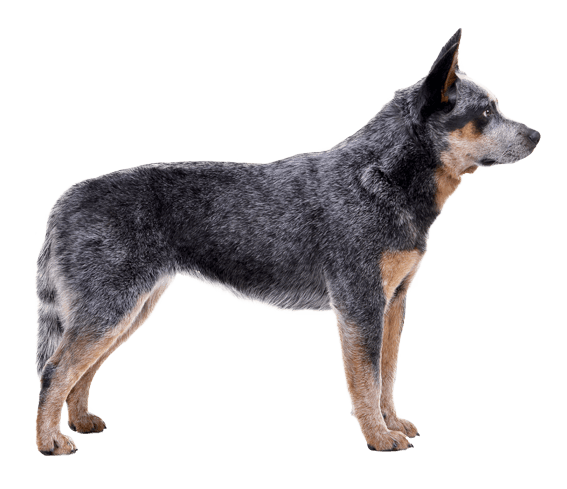 Appearance Of Australian Cattle - Cattle Dog, Transparent background PNG HD thumbnail