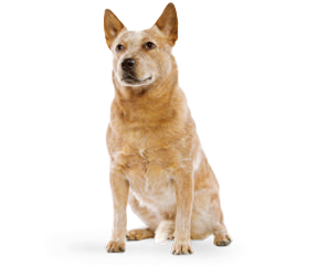 Breed_Picture - Cattle Dog, Transparent background PNG HD thumbnail