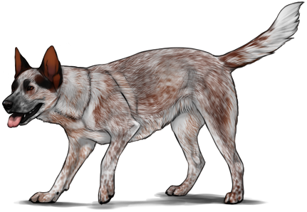 File:australian Cattle Dog.png - Cattle Dog, Transparent background PNG HD thumbnail