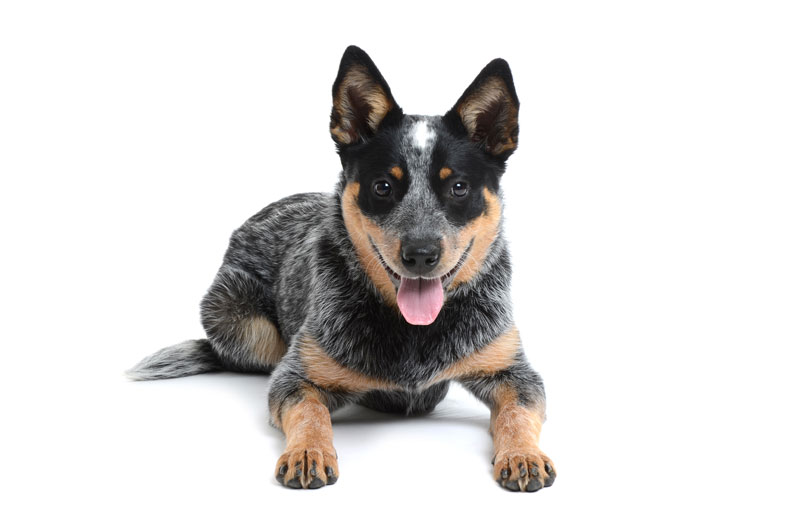 Photo   1 Photo   1 Hdpng.com  - Cattle Dog, Transparent background PNG HD thumbnail