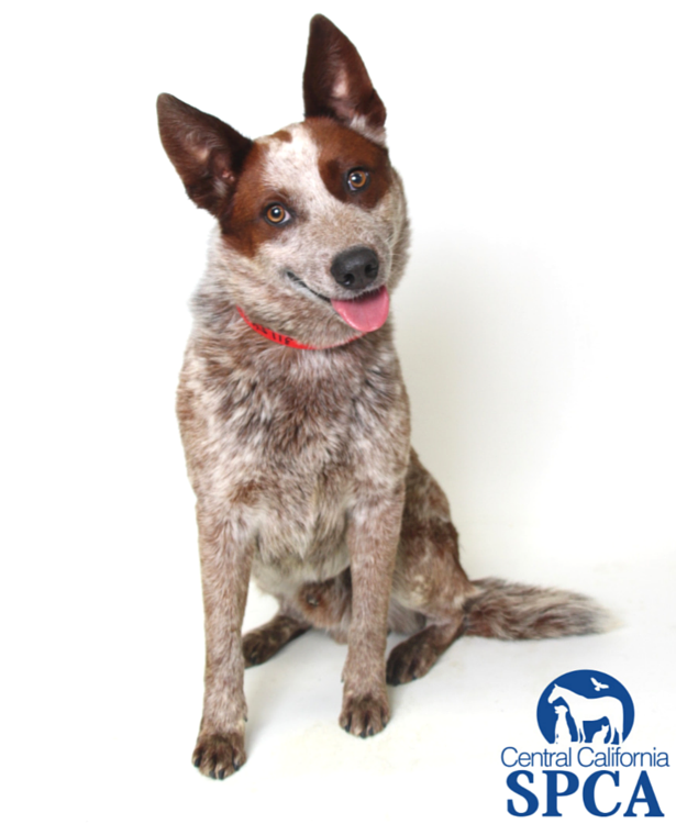 Wade Is A 5 Year Old, Male, Red And Brown Spotted, Australian Cattle Dog Blend - Cattle Dog, Transparent background PNG HD thumbnail