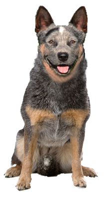 Why Choose An Australian Cattle Dog To Be The Star Of Your Ecard? - Cattle Dog, Transparent background PNG HD thumbnail