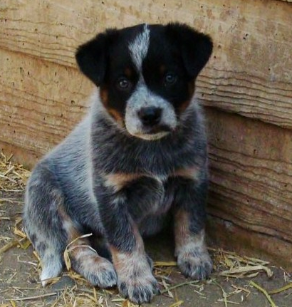 Young Puppy Of Australian Cattle Dog.png - Cattle Dog, Transparent background PNG HD thumbnail